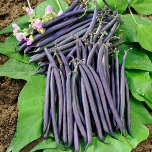 Bean Royal Burgundy Bush OSC Seed