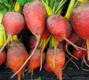 Beet Golden OSC Seed