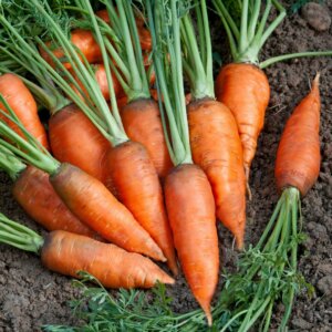 Carrot Chantenay Organic OSC Seed