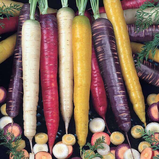 Carrot Rainbow Blend OSC Seed