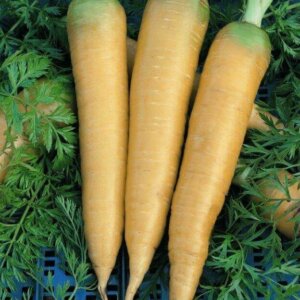 Carrot Solar Yellow OSC Seed
