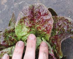 Lettuce Speckles OSC Seed