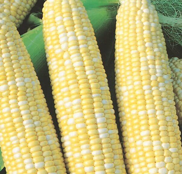 Corn Peaches and Cream Sweet Corn Jumbo Pack OSC Seed