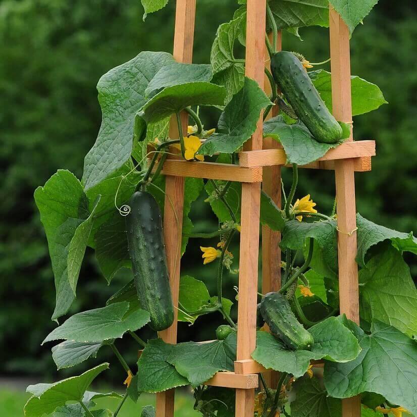 Cucumber Patio Snacker OSC Seed