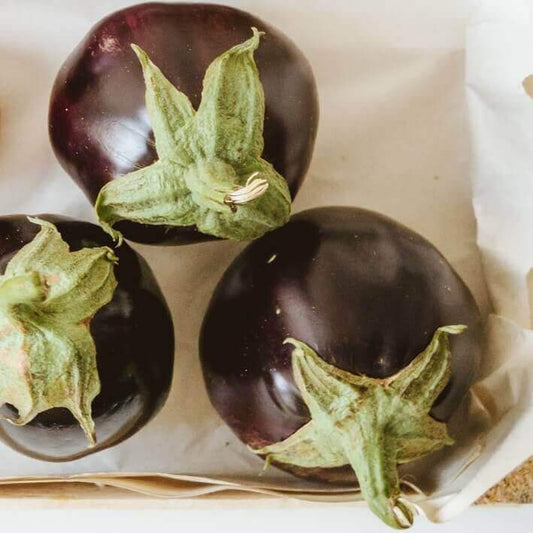 Eggplant Black Beauty OSC Seed