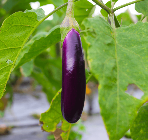 Eggplant Long Purple OSC Seed