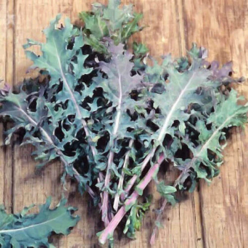 Kale Red OSC Seed