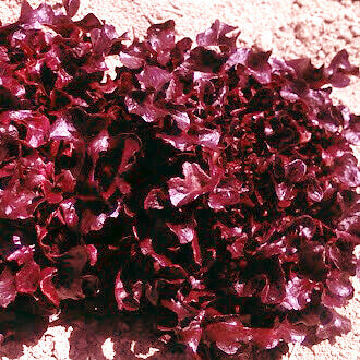 Lettuce Outrageous Red OSC Seed