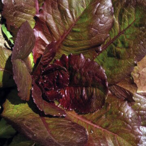Lettuce Red Romaine OSC Seed