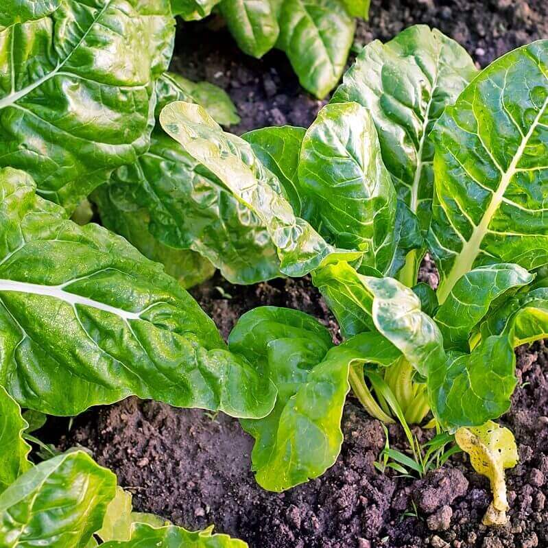 Spinach Perpetual OSC seeds