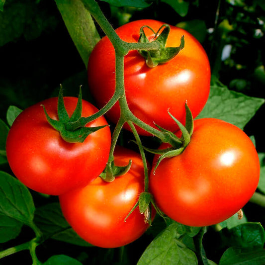 Tomato Celebrity OSC Seed