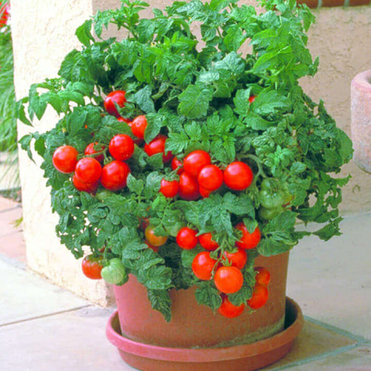 Tomato Patio Hybird OSC Seed