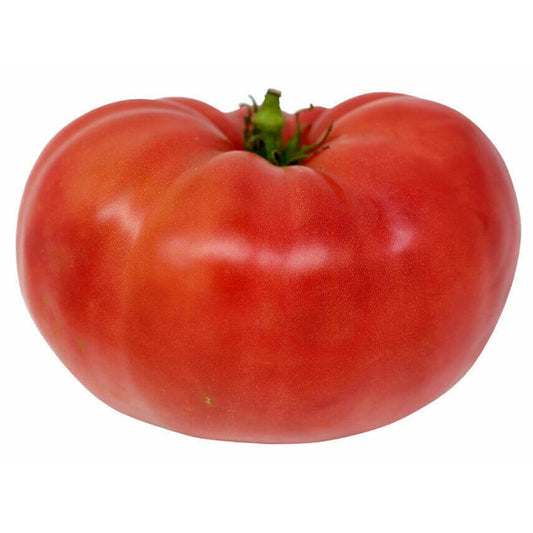 Tomato Beefsteak OSC Seed