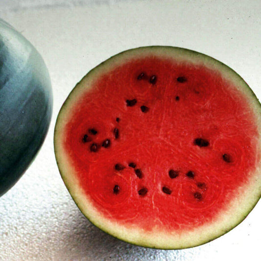Watermelon Sugar Baby OSC Seed