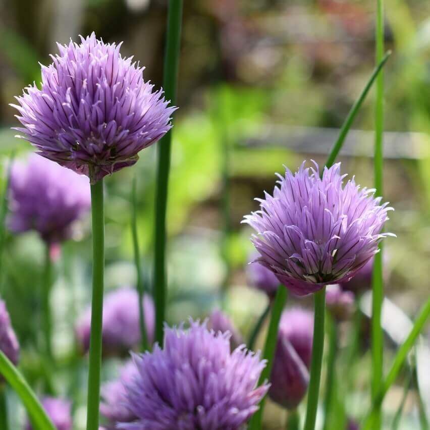 Chives Organic OSC Seed