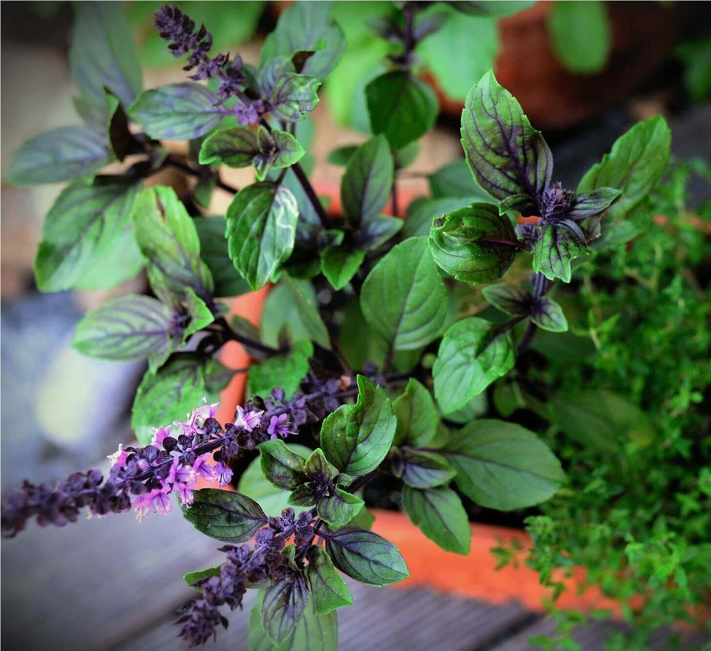Basil Thai Siam Queen OSC Seed