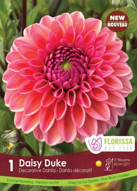 Dahlia Daisy Duke Premium Tuber