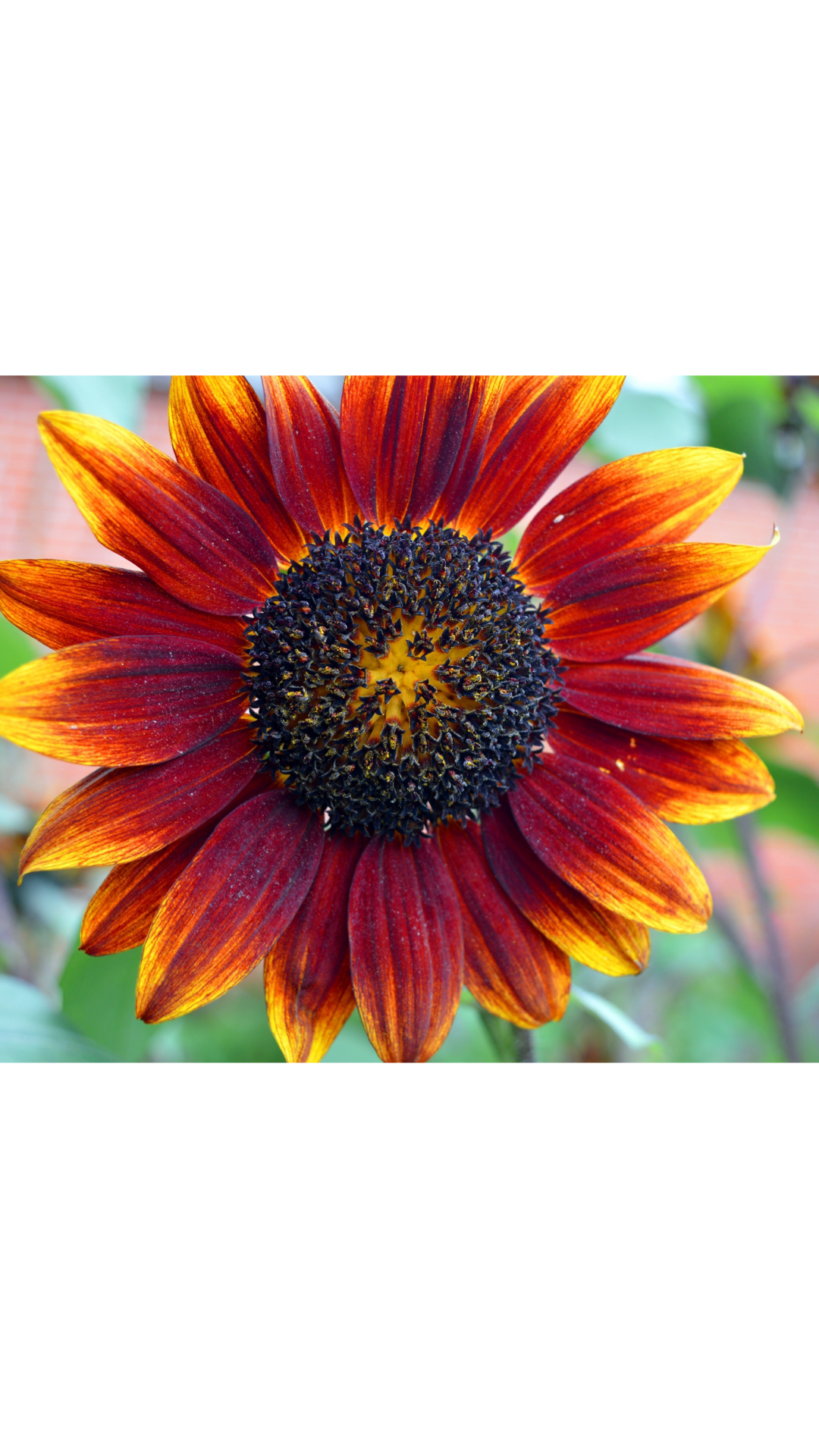 Heirloom Harvest Seed Collection