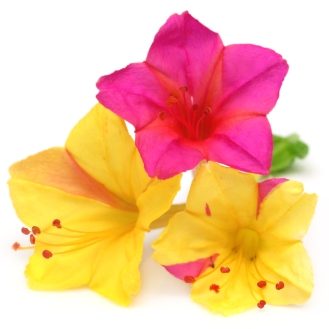 Four O'Clock Marvel of Peru OSC Seed