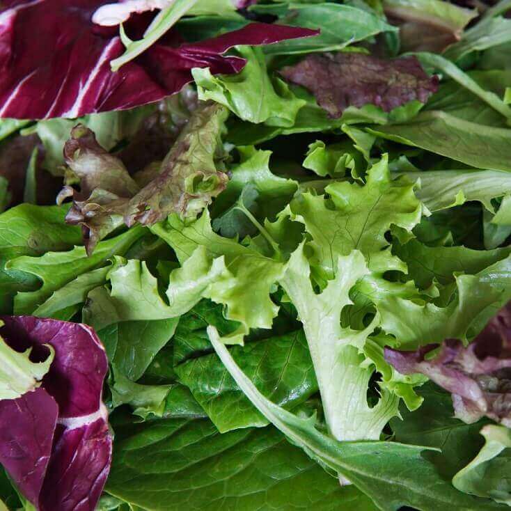 Lettuce Mesclun French Salad Mixture Seed Tape Organic OSC Seed