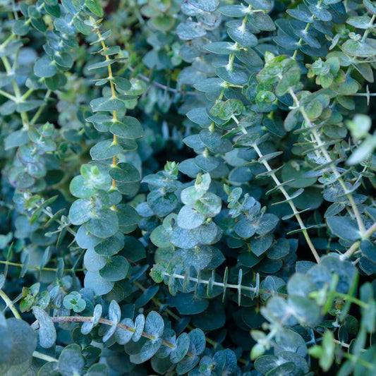 Eucalyptus Baby Blue OSC Seed