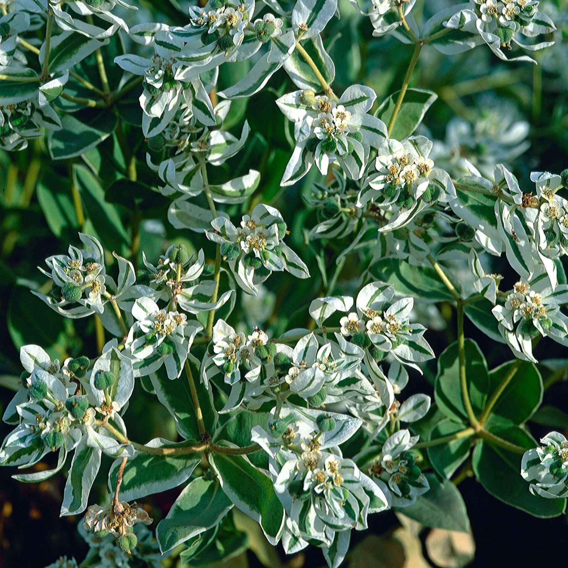 snow on the mountain plant seeds Euphorbia Snow on the Mountain OSC Seed – Garden Girl