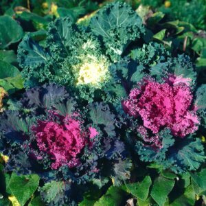 Flowering Kale OSC Seed