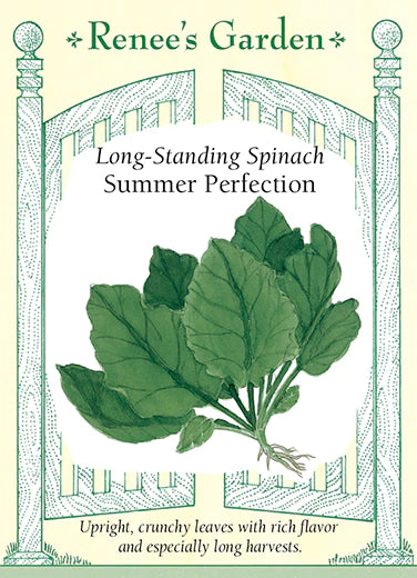 Spinach Longstanding Summer Perfection