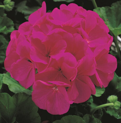 Geranium Maverick Violet OSC Seed