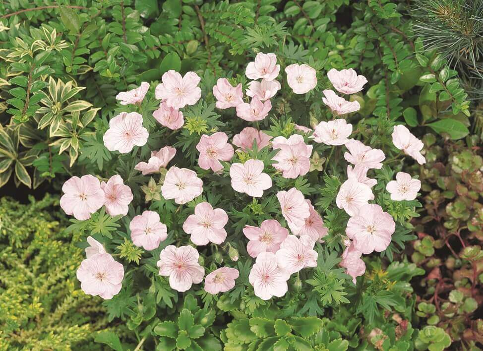 Geranium Hardy Rosy Sanguineum OSC Seed