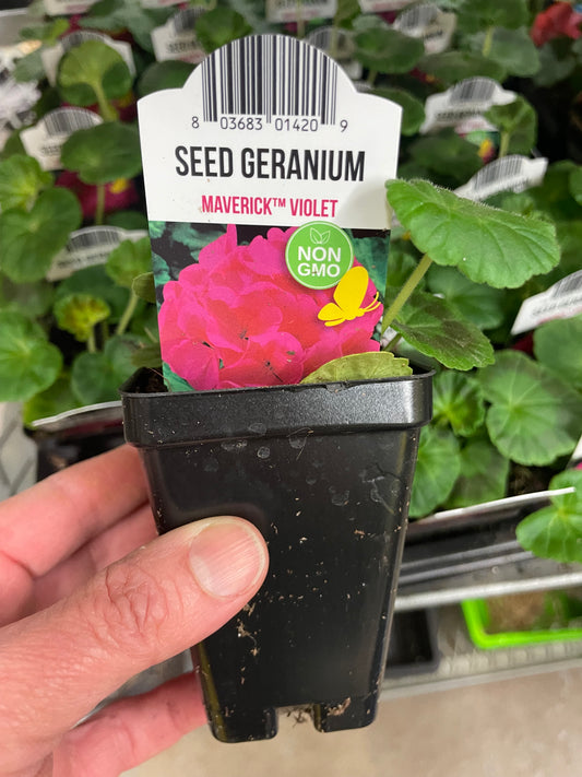 Seed Geranium Violet 2.5" Pot