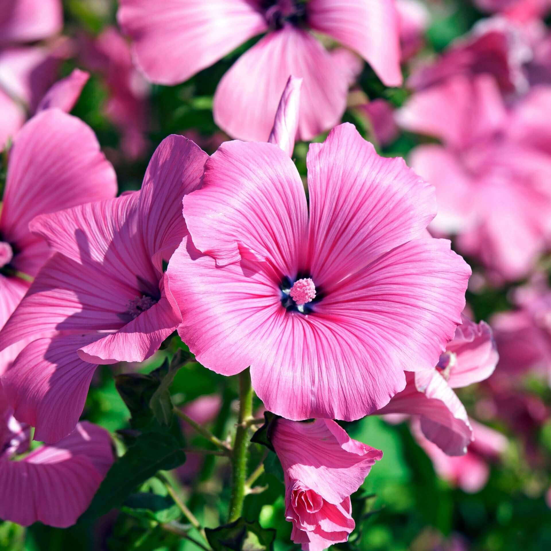 lavatera flower seeds Lavatera Rose Mallow Loveliness OSC Seed – Garden Girl