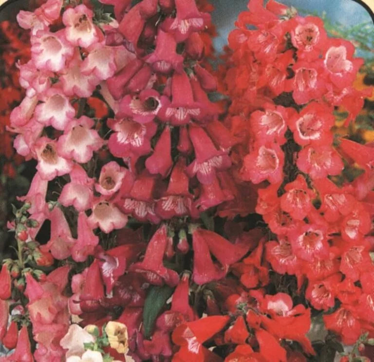 Penstemon Sensation Mixed Colours OSC Seed