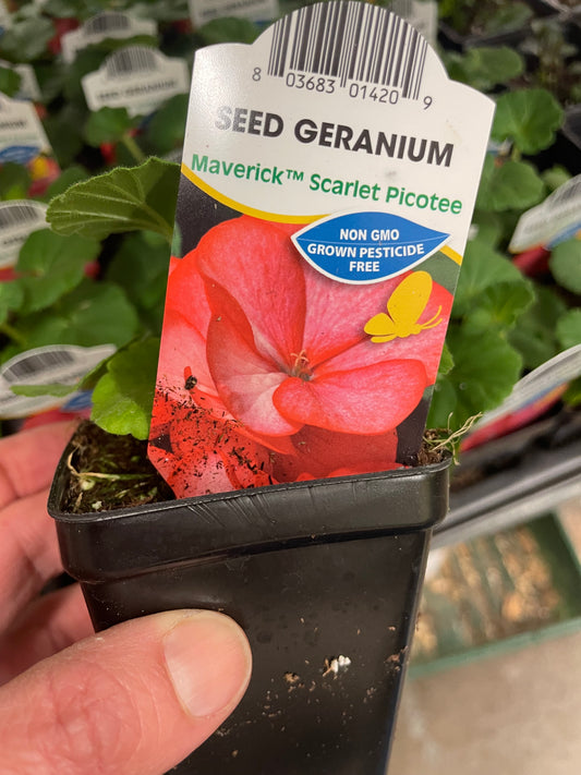 Seed Geranium Scarlet Picotee 2.5" Pot