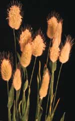 Bunny Tails Grass  OSC Seed
