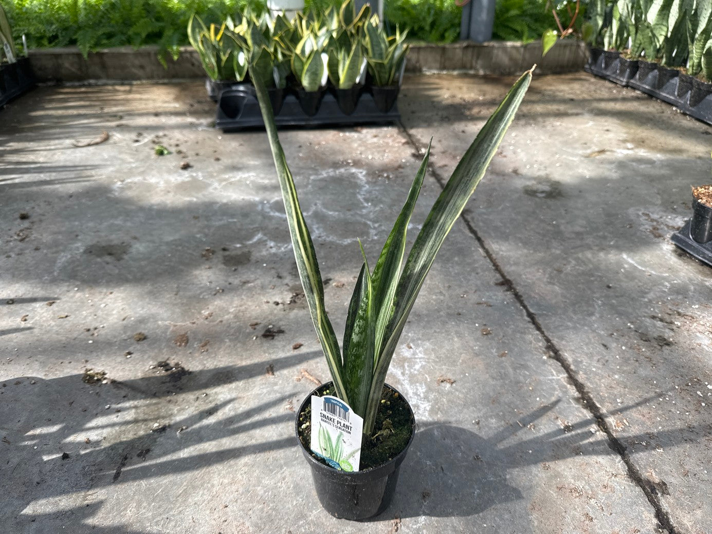 Snake Plant Bantel’s Sensation 4" Pot