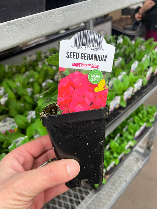 Seed Geranium Rose 2.5" Pot