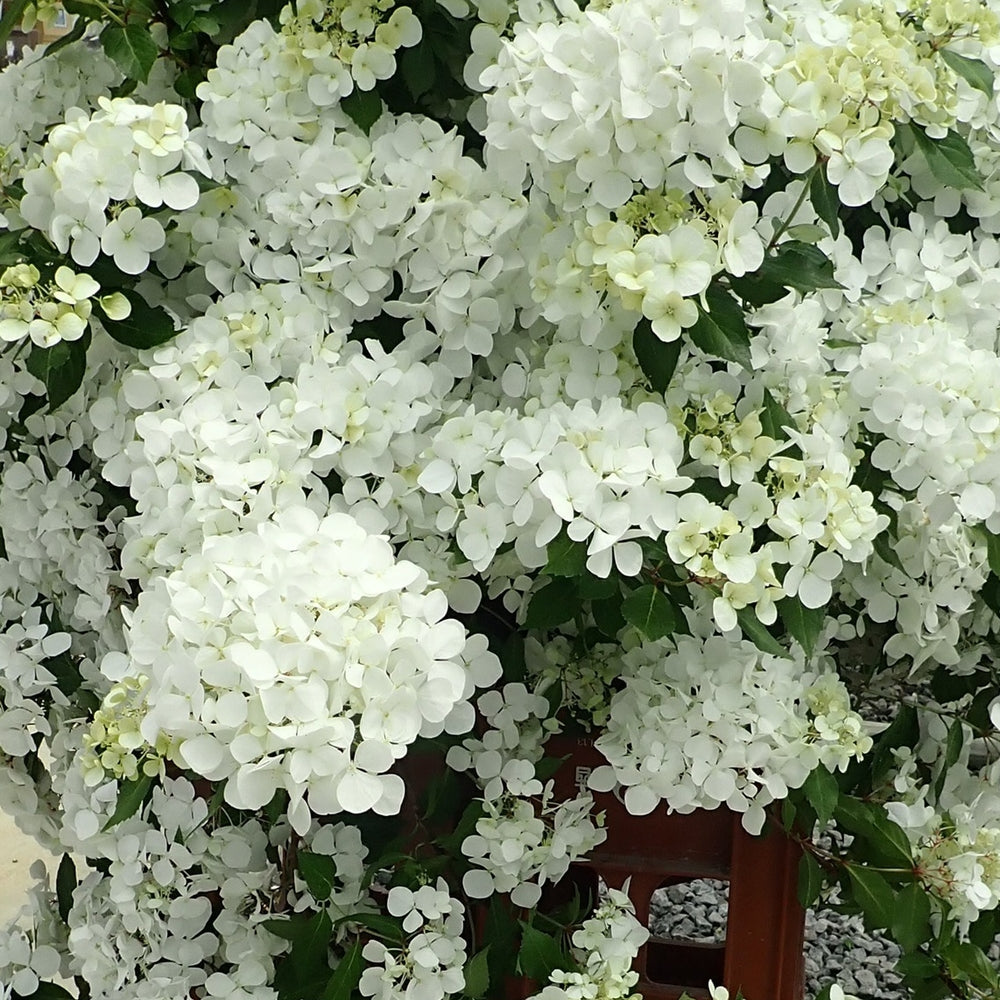 Hydrangea FairyTrail 15” HB