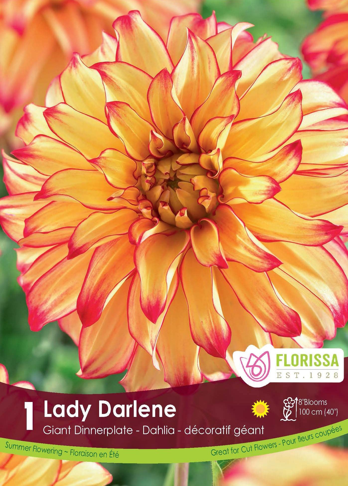 Dahlia Lady Darlene Dinnerplate Clump Garden Girl Regina
