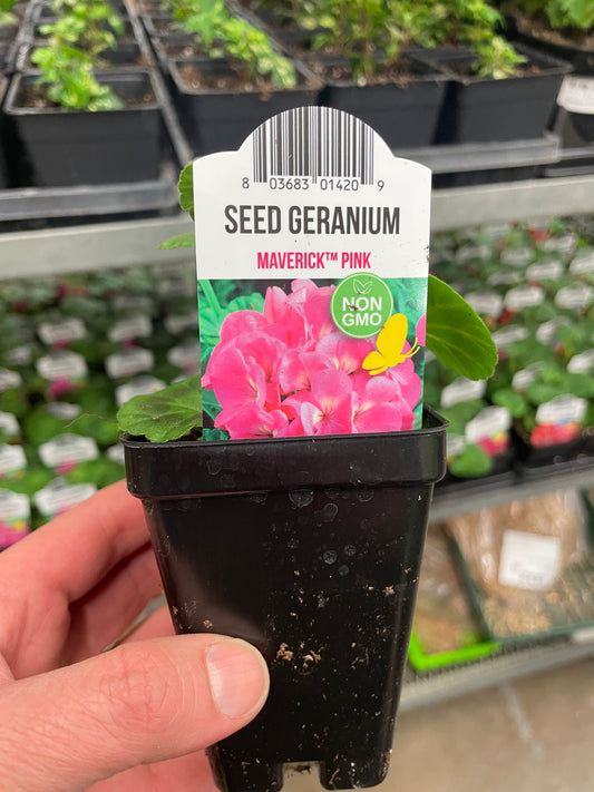 Seed Geranium Pink 2.5" Pot