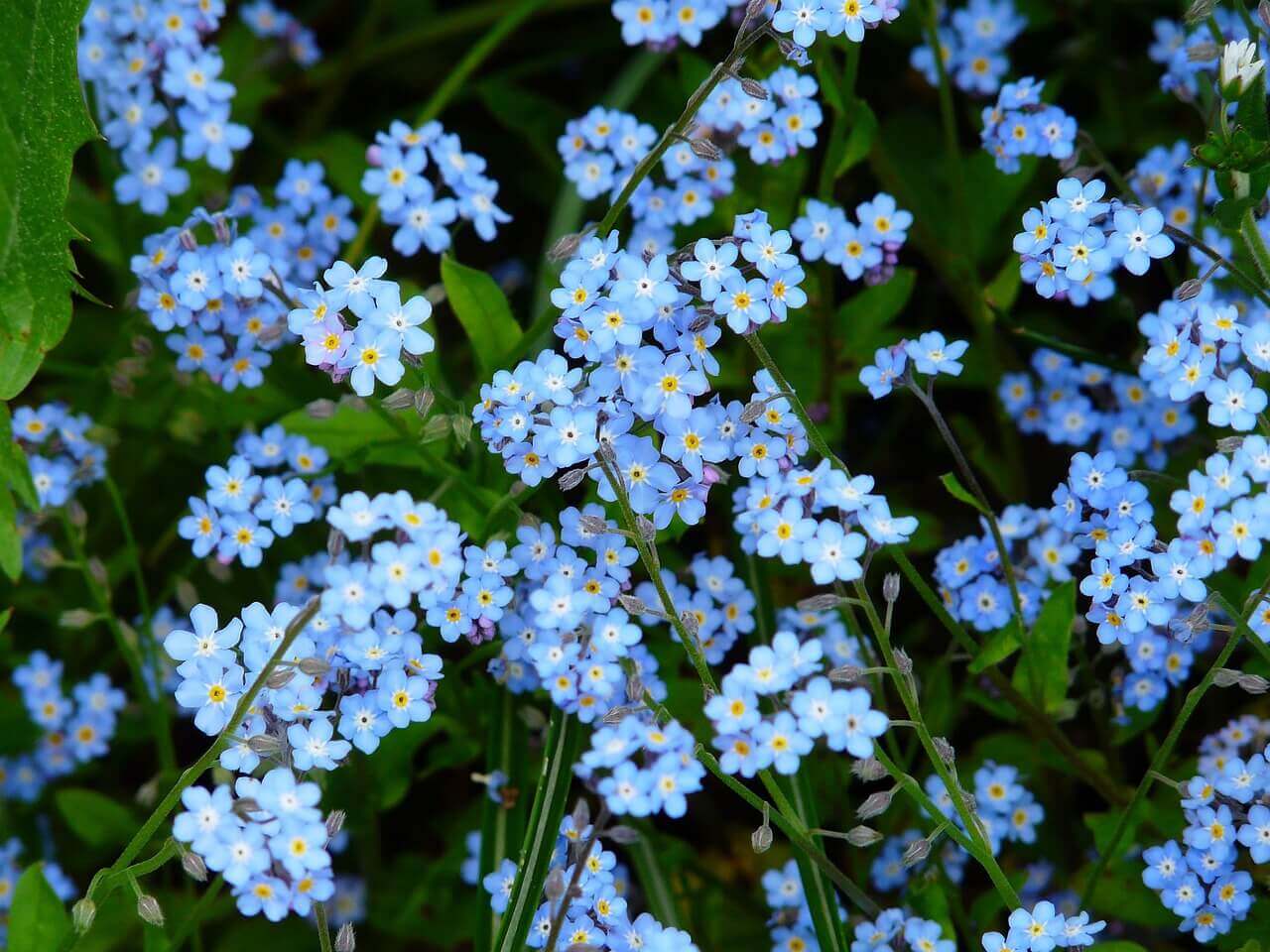Forget Me Not OSC Seed