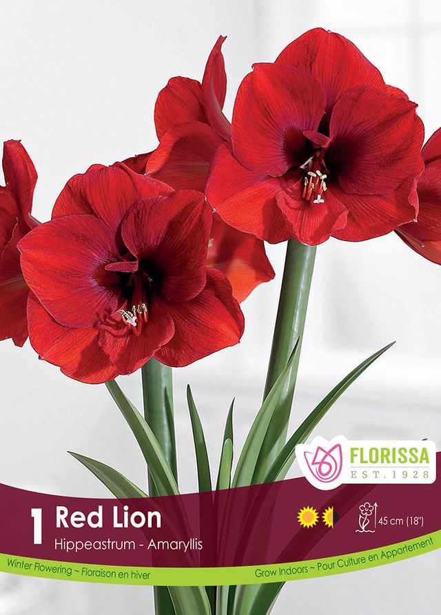 Amaryllis Bulb Red Lion 26cm