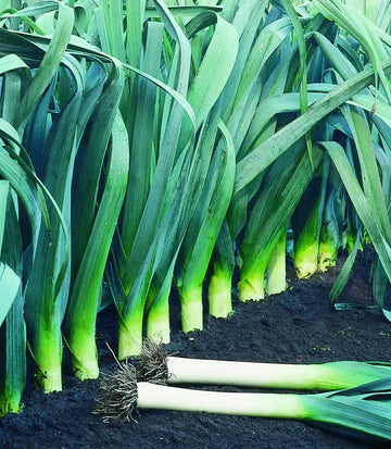 Leek Large American Leek MIgardener Seed