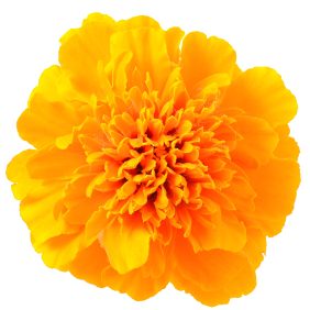 Marigold Antigua Orange OSC Seed