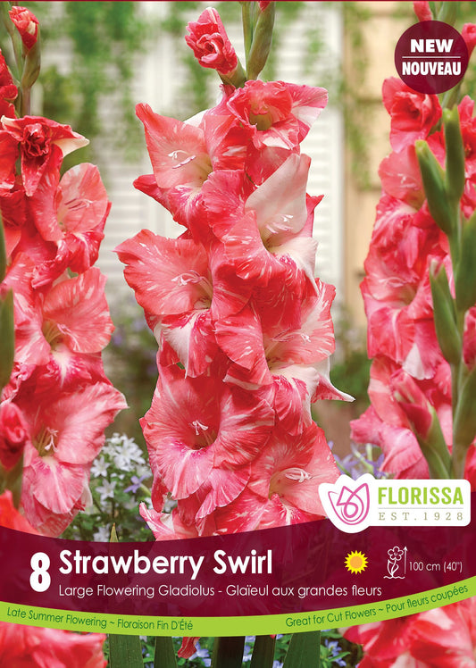 Gladiolus Dutch Strawberry Swirl Bulbs