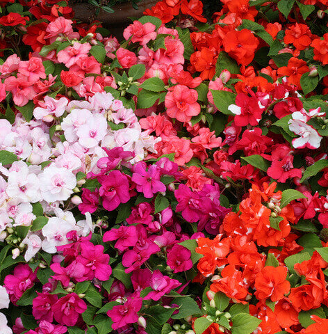 Impatiens Athena Mixed Double OSC Seed
