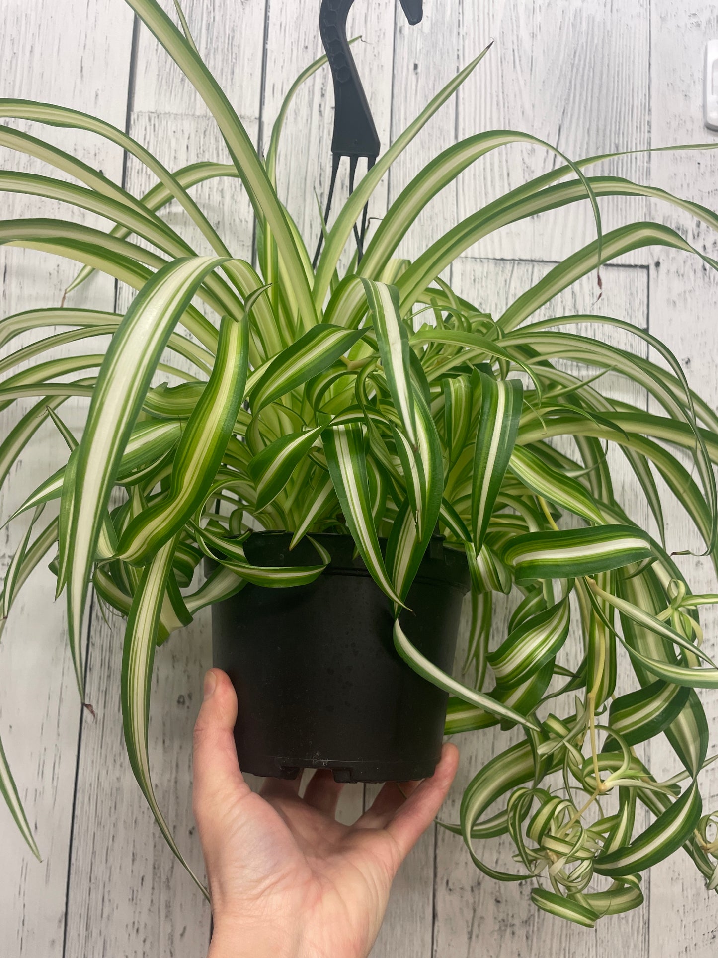 Curly Spider Plant Hanging Basket 6”
