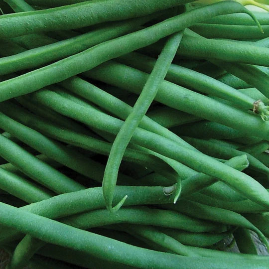 Bean Jade Bush MIgardener Seed