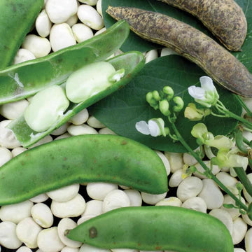 Bean Bush Fordhook Lima MIgardener Seed