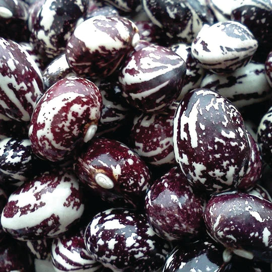 Bean Good Mother Stallard Pole MIgardener Seed